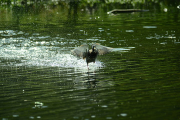 Enten und Gänse am Wasser