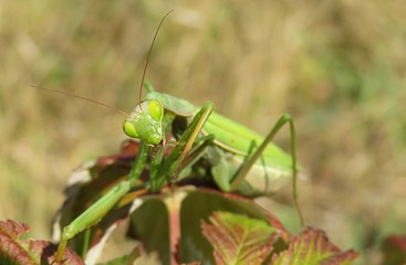 Green mantis on leaves in autumn garden, closeup 