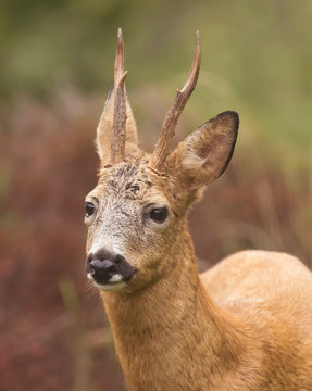 Deer buck, (Capreolus capreolus) In the forest environment.