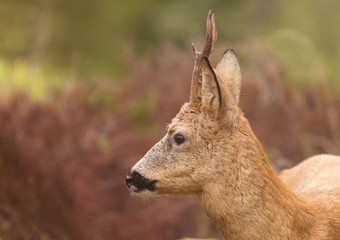 Deer buck, (Capreolus capreolus) In the forest environment.