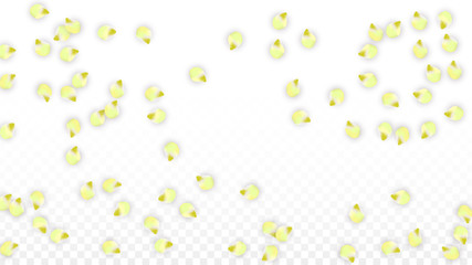 Vector Realistic Pink Petals Falling on Transparent Background.  Spring Romantic Flowers Illustration. Flying Petals. Sakura Spa Design. Blossom Confetti.