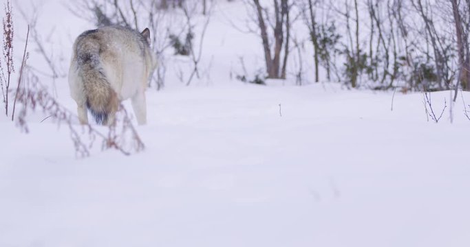 Lone wolf patrolling the forest in the winter
