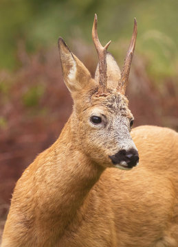 Deer buck, (Capreolus capreolus) In the forest environment.