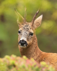 Deer buck, (Capreolus capreolus) In the forest environment