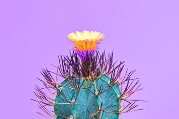 Fashion Cactus with flower in Trendy Color.Minimal