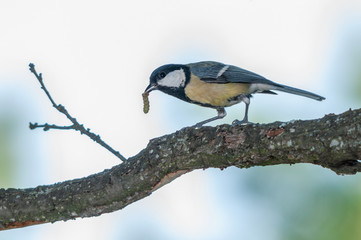 A great tit holds a worm with its bill