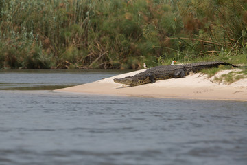 crocodile in africa at the river