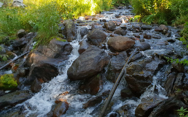 Brooke among the Trees
