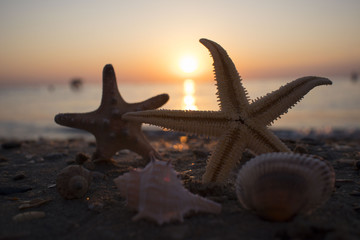 Mussels, sea urchins, starfish, seashells on a stone in the sea landscape. Blue sky and ocean waves with rocks at sunset