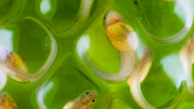 Developing tadpoles of a glass frog (Espadarana sp.) from the Cordillera del Condor in southern Ecuador. The tadpoles will drop fully formed into a stream below.