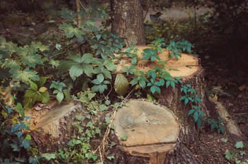 Obraz premium wildlife in the forest