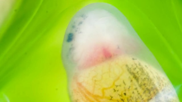Developing tadpoles of a glass frog (Espadarana sp.) from the Cordillera del Condor in southern Ecuador. The tadpoles will drop fully formed into a stream below.