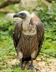Portrait of an African White-Backed Vulture