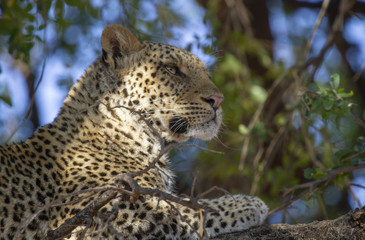 leopard of Mashatu