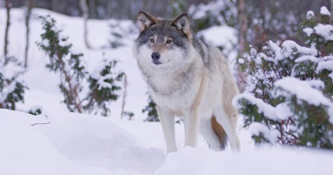 Portrait of submissive wolf in winter landscape