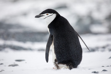 penguin in the arctic