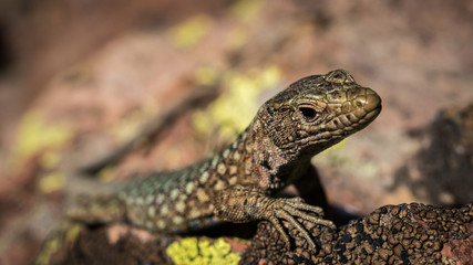 lézard prenant la pose