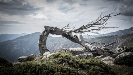 Fototapeta premium arbre tombé par le vent