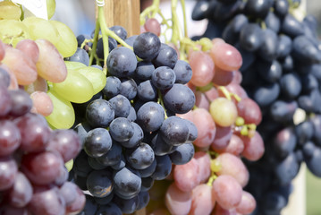 Bunches of grapes of different varieties, close-up
