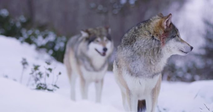 Portrait of wounded alpha wolf curiously looking around