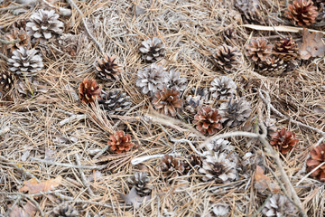 Pile of pine cones on dry grass