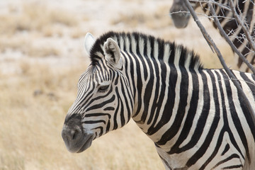zebra walking in africa around