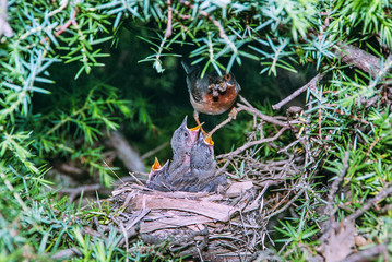 A subalpine warbler brings food to the chicks at nest
