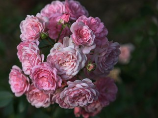 Fototapeta premium rosa Rosenblüten mit Knospen