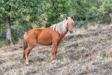 A brown horse with blond mane at a meadow