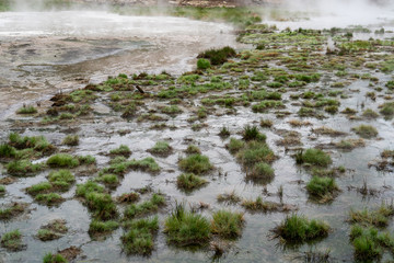 Patches of green grasses grow inside of a sulphur hot spring in Yellowstone National Park