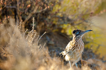 A Road Runner Bird On The Hunt In The Dry Grass Of California