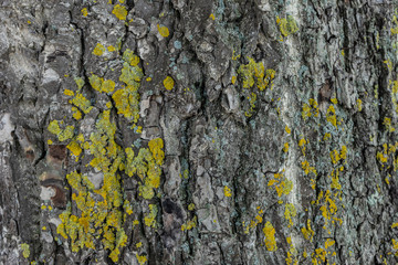baum