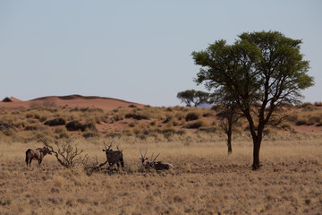 antelope in the savanna in africa