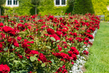 row of red roses