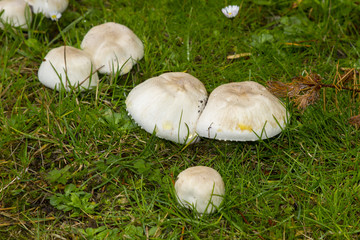 Fungi varieties growing on a woodland floor in mid September