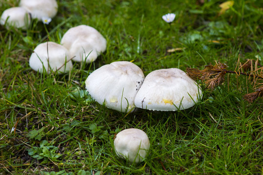 Fungi varieties growing on a woodland floor in mid September