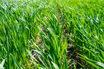 Young wheat field in spring, seedlings growing in a soil. Green wheat field, prouts of wheat. Close up. Selective focus. Agronomic background