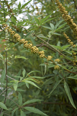 Vitex agnus castus