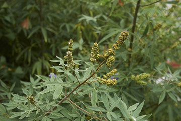 Vitex agnus castus