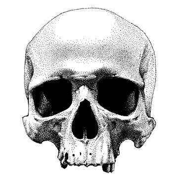 Hand drawn dotted style skull. Vector object isolated on white background