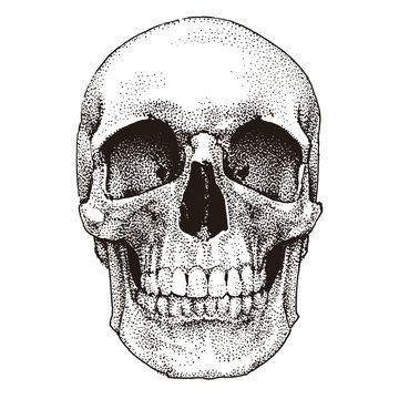 Hand drawn realistic skull. Dotted technique. Vector template design