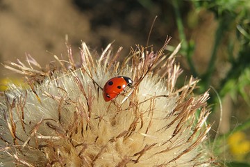 Ladybug on a thistle flower in the meadow, closeup