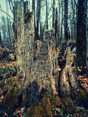 Elk Island after the hurricane