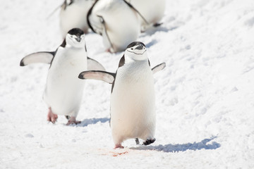 penguin in the arctic