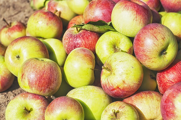 Apples on the ground illuminated by the sun.