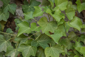 Obraz premium Ivy leaves