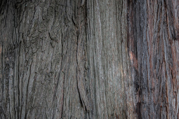 thuja tree bark