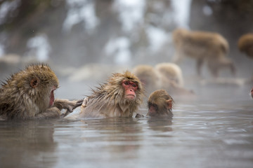 macaque monkey in a bath in japan