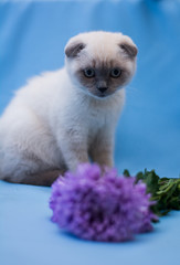 kitten cat scottish straight, lop-eared fluffy, animal tree autumn