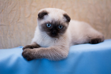 kitten cat scottish straight, lop-eared fluffy, animal tree autumn